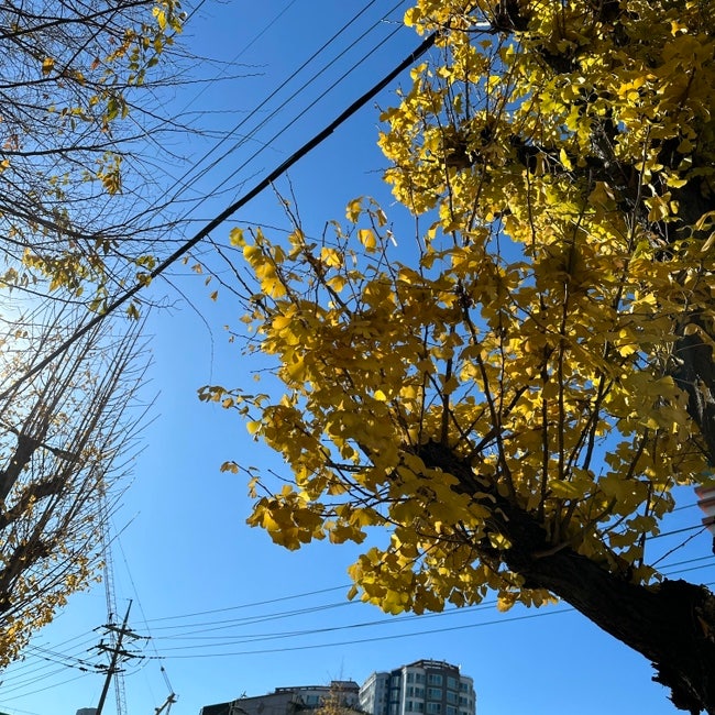  닭, 오리, 돼지 냠