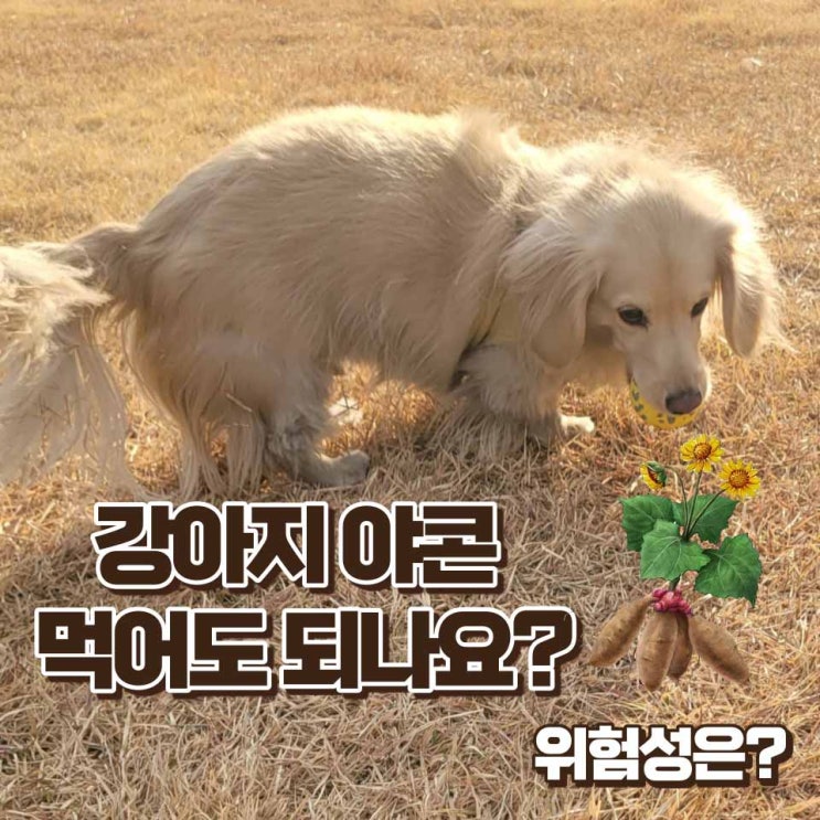  강아지 야콘 먹어도 될까? 급여방법과 위험성