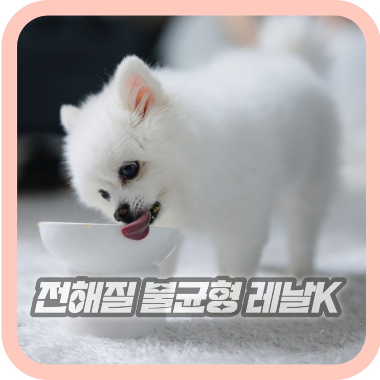  심장병 강아지 전해질 수치 개선 칼륨 보충제 레날k 급여량