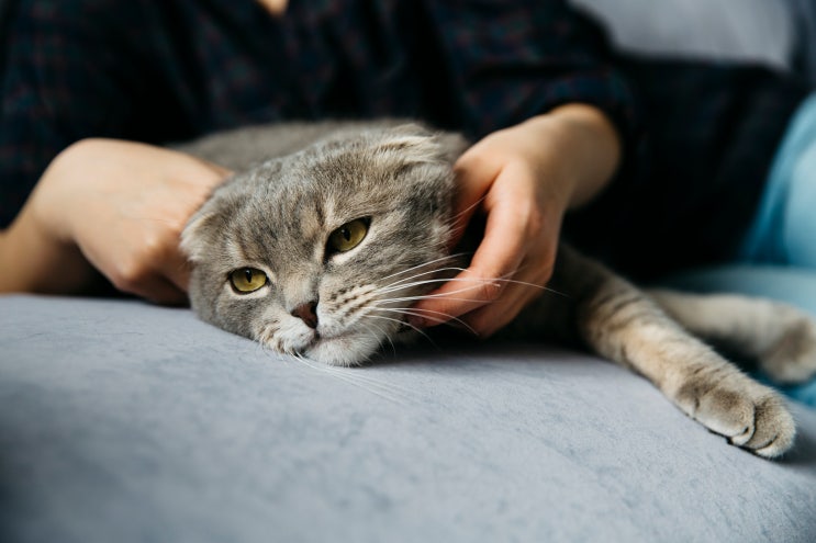  고양이 그르릉 소리 골골송 내는 다양한 이유