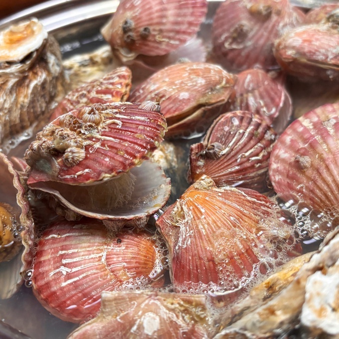  국가대표농수산 석화 홍가리비 후기, 집에서 가성비 석화찜 해먹기(+다이소 조개칼)