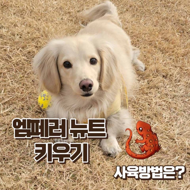  엠페러뉴트 키우기 먹이 크기 수명 사육방법