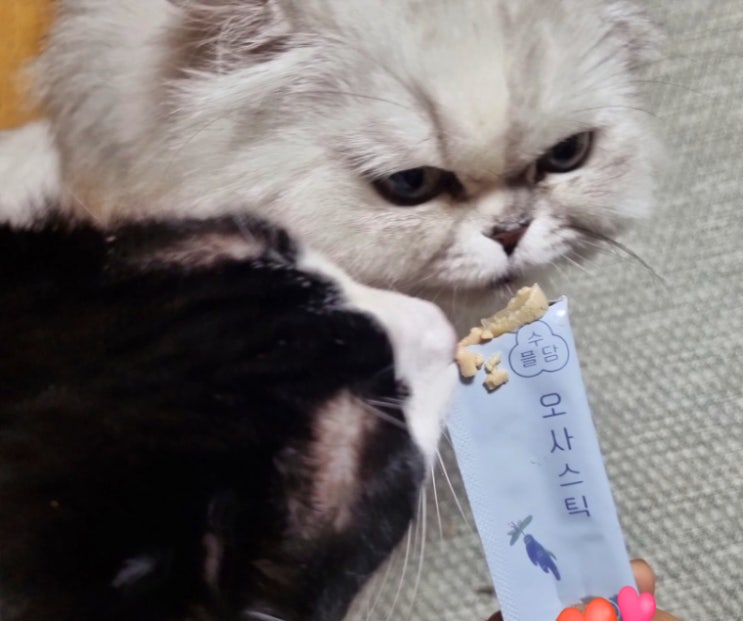 고양이 츄르 추천 아기고양이부터 노령묘까지 수플담 영양 간식