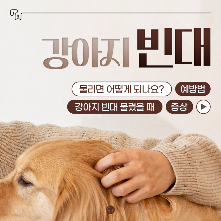  강아지 빈대 물렸을때 증상 예방법 알려드려요.