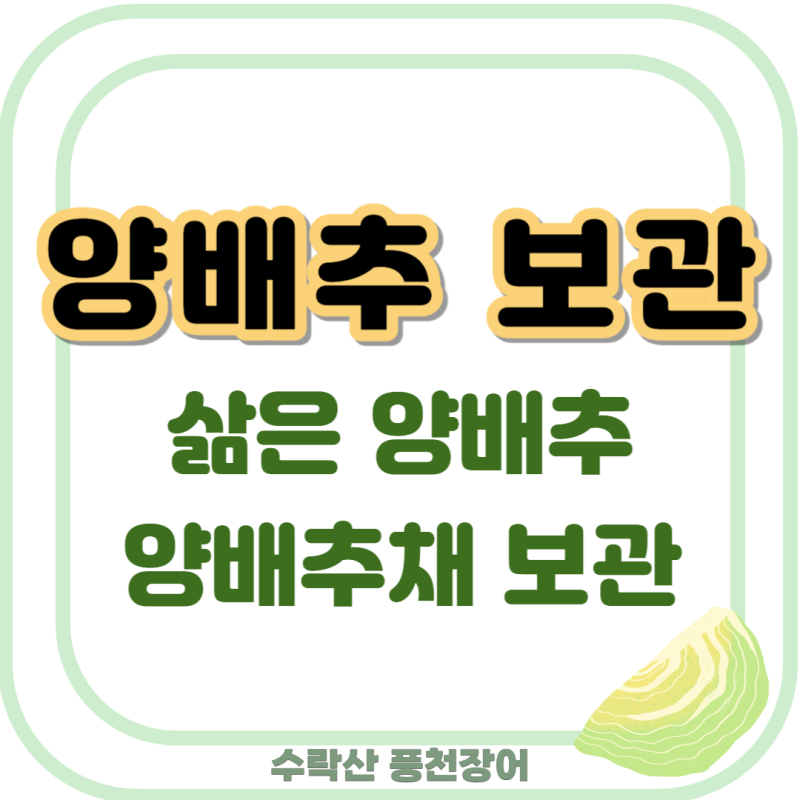 양배추보관 삶은 양배추보관 방법 다 알려드려요!