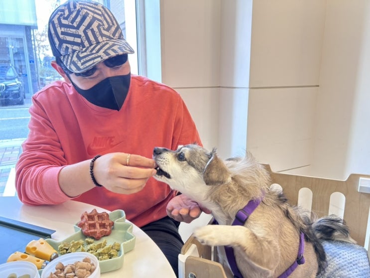  별내 카페거리 실내 애견동반카페 브런치 맛있는 곳 노이