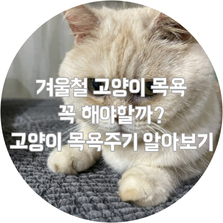  겨울철 고양이 목욕 꼭 해야할까? 고양이 목욕주기 알아보기