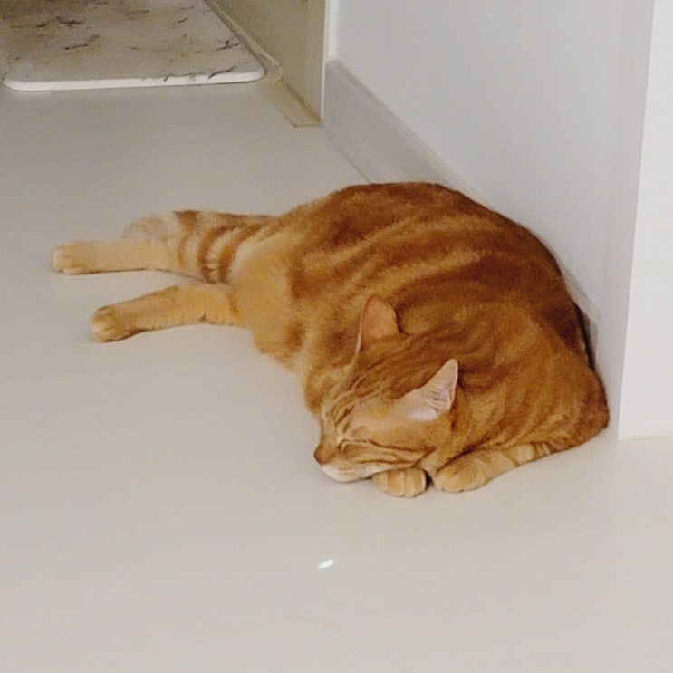  일상기록 - Oct, 2023 구기동광, 우리집 고양이