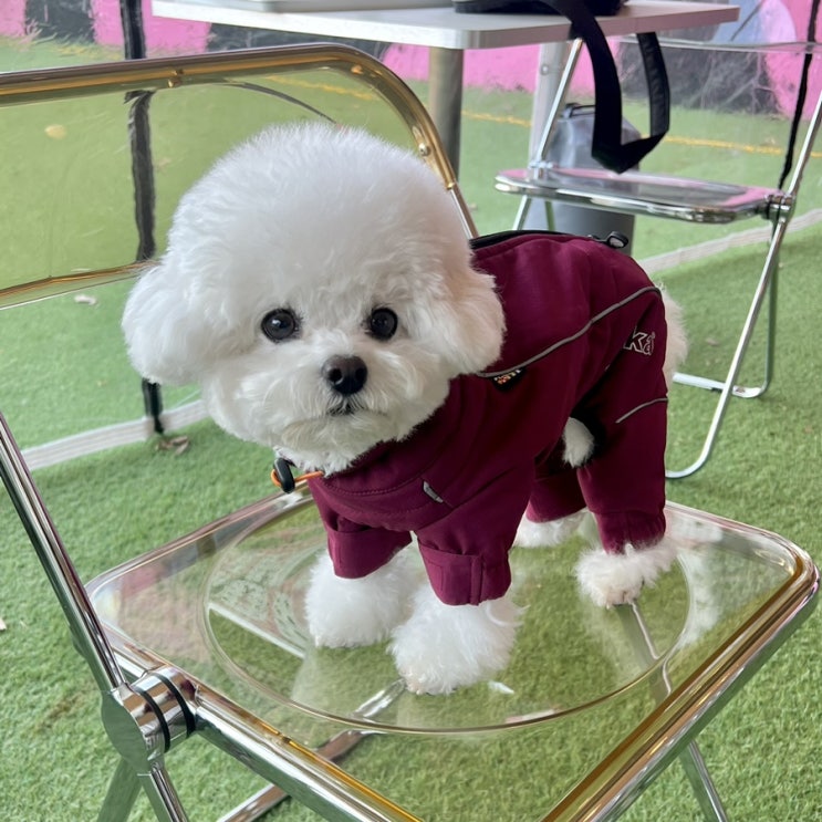  강아지 기능성 아웃도어 패딩 '루카펫 써말 오버올' 미니비숑의 겨울옷 착용 후기(상세 사이즈 추천 포함)