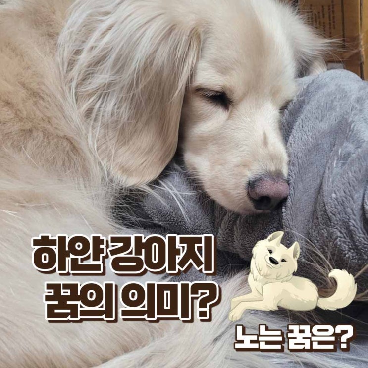  하얀 강아지 꿈 강아지랑 노는 꿈 의미는 어떻게 될까?