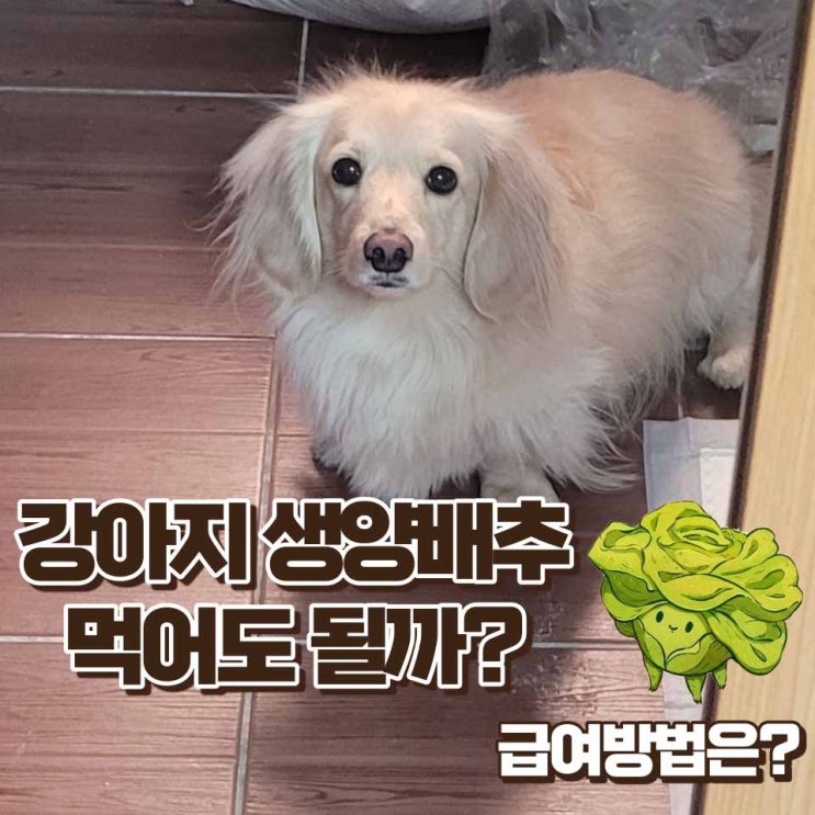  강아지 생양배추 먹어도 될까? 효능과 삶은 양배추의 장단점