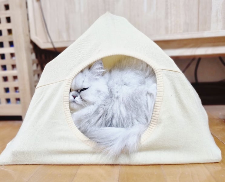 겨울 대비 고양이 숨숨집 만들기 어렵지 않아요(상자, 옷걸이, 헌옷)