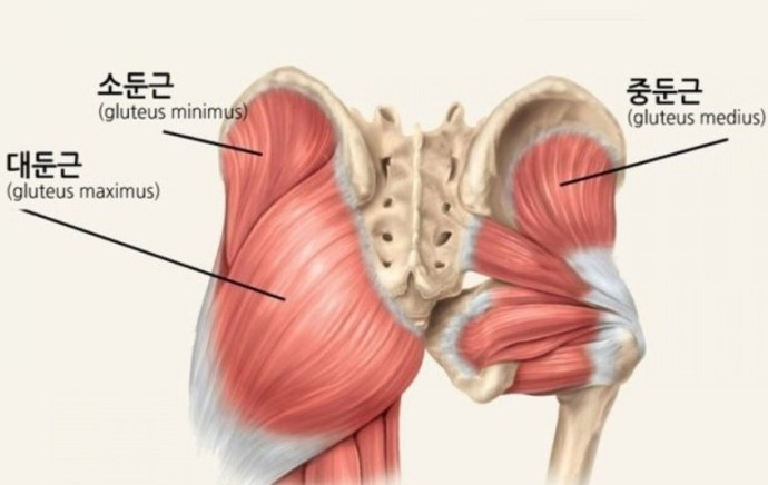  중근(Muscle gluteus medius) 집에서 할수 있는 중둔근 강화운동
