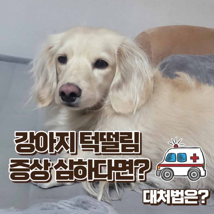  강아지 턱떨림 원인과 증상이 심할 때 대처법