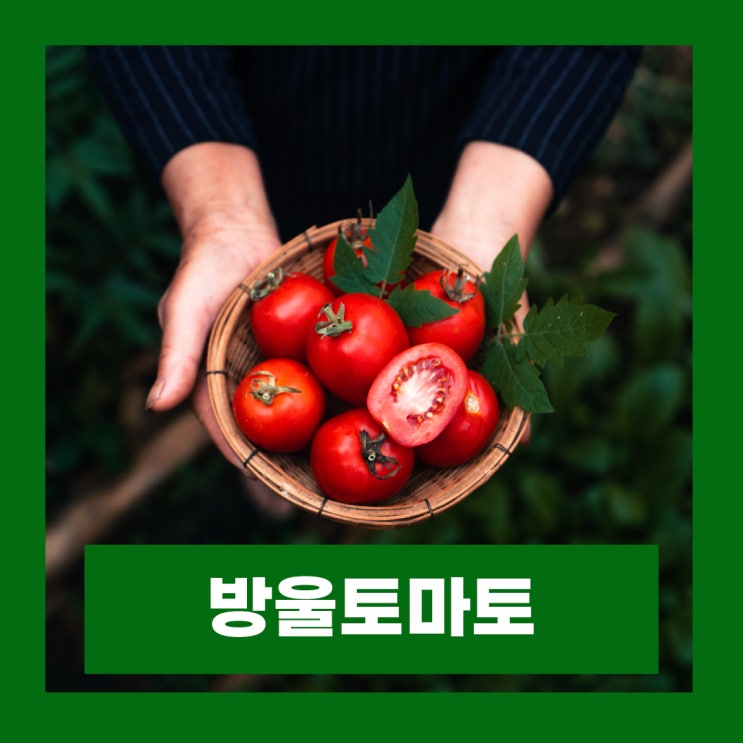  스테비아 방울토마토 칼로리 효능 당뇨 부작용 재배 공법 농법