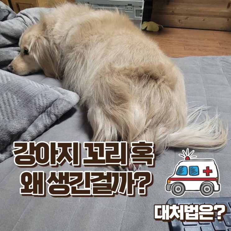  강아지 꼬리 혹 다양한 원인과 증상들