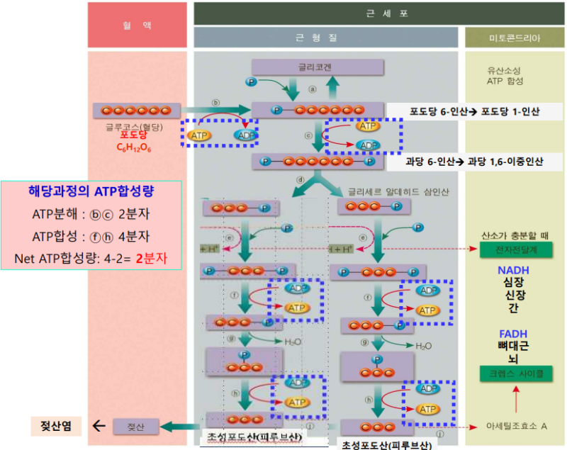 ATP 생성체계(ATP-PCr system & Glycolysis) : 네이버 블로그