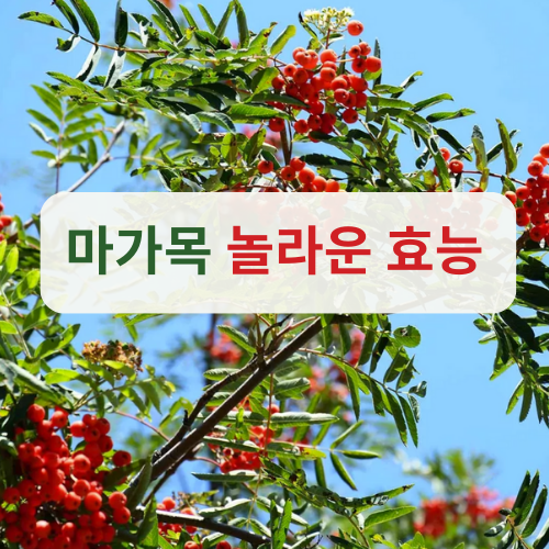  마가목 그 놀라운 효능과 부작용, 마가목 열매 먹는법
