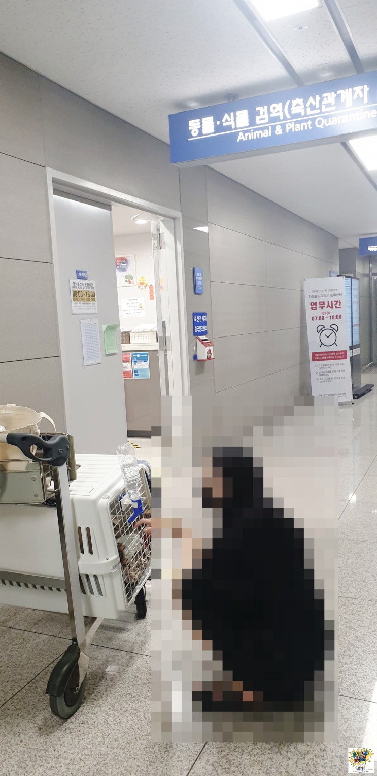  강아지(노견) 반려동물 고양이 단두종  해외운송 이동 수송  검역 계류 KUL 베스트 국제 서비스