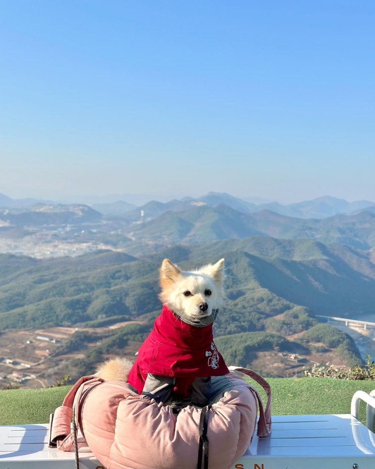  2023년 11월 일상기록(2)ㅣ강아지 후코이단 보관 방법, 단양 카페산, 제천 솔티맥주