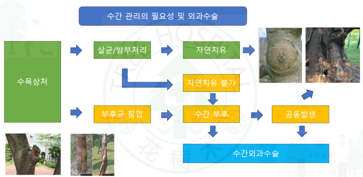  생태친화적 수간외과수술 소개