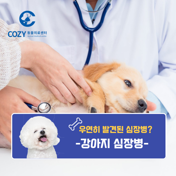 우연히 강아지 심장병 진단받은 민지 치료후기!