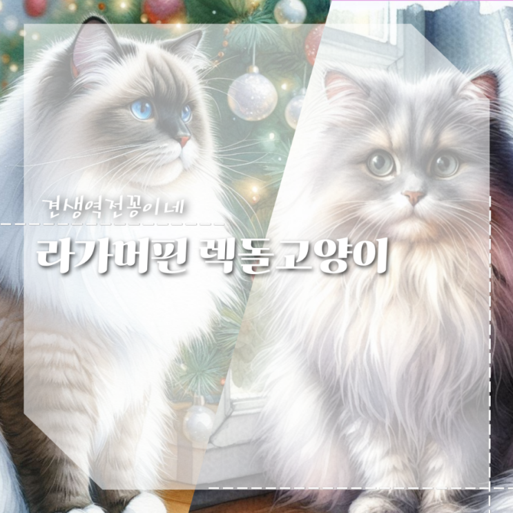  라가머핀 귀여운 고양이 종류, 랙돌 렉돌고양이와 다른점