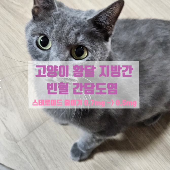  고양이 간담도염 빈혈 지방간 황달 스테로이드 복용 5주째 / 동네병원에서 처방받기