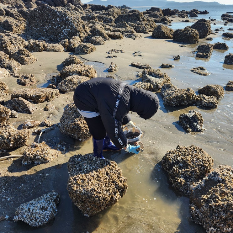  인천 영종도 선녀바위 해루질 드디어 잡은 소라!