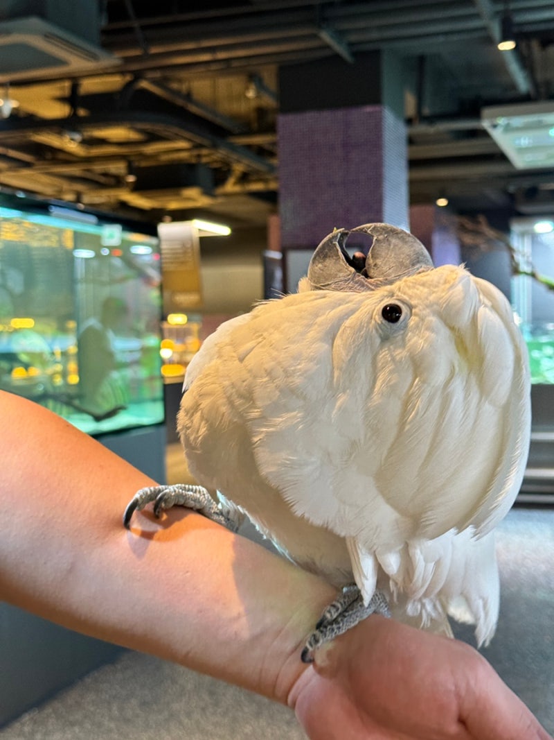 앵무새 코카투 엄브렐라 왕관 종류 특징 수명과 분양 가격 키우기 방법 : 네이버 블로그