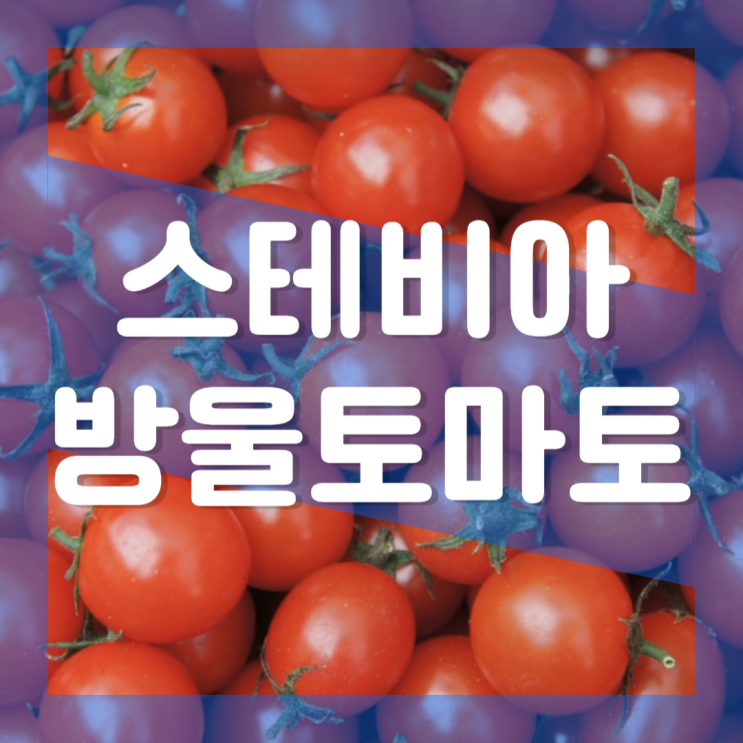  스테비아 방울토마토 칼로리 영양성분 다이어트 : 효능 부작용