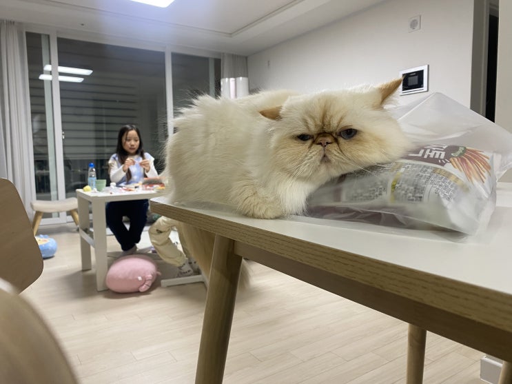  고양이는 비닐을 좋아해??