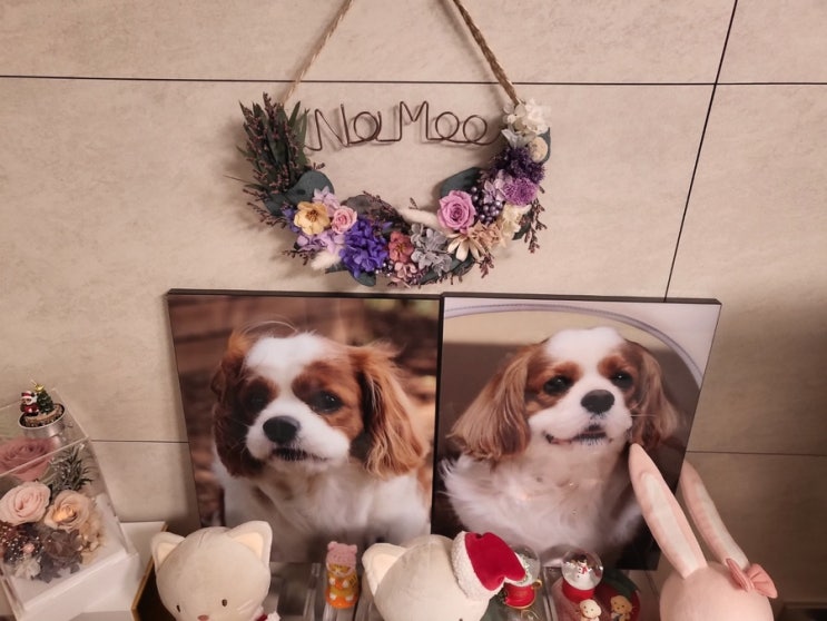  무지개다리 건넌 강아지 매일 밥상 차려주기(형아생일)