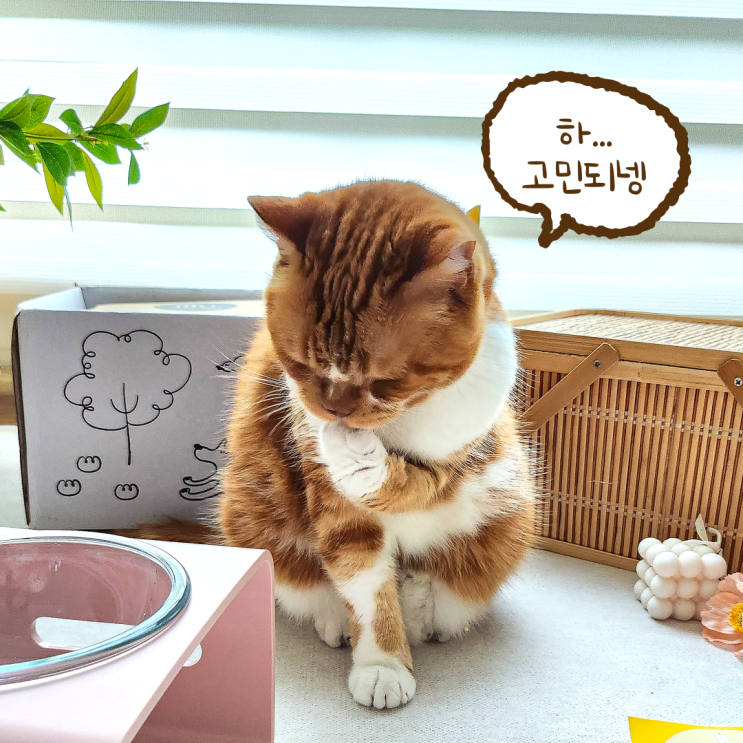  귀여운 고양이 이름 추천 예쁘고 특이한 한국 고양이이름 종류