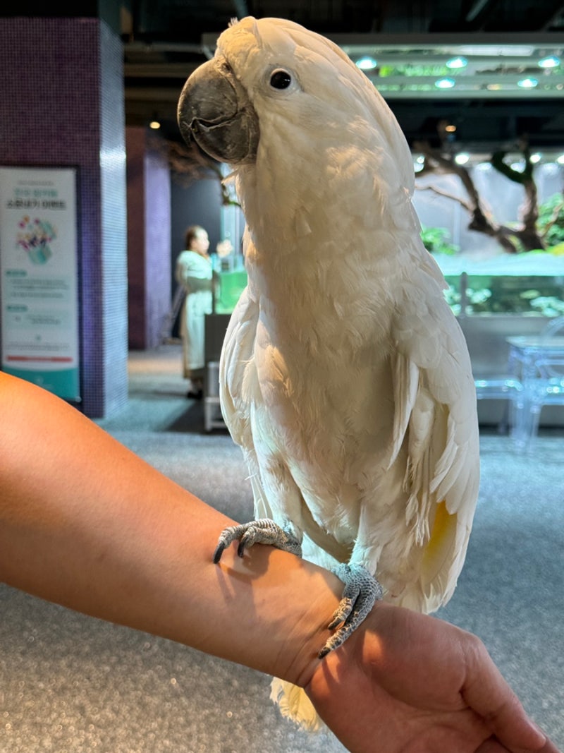 앵무새 코카투 엄브렐라 왕관 종류 특징 수명과 분양 가격 키우기 방법 : 네이버 블로그