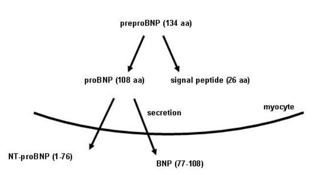 Pro BNP, NT-proBNP (프로 B형 나트륨이뇨펩타이드) 정의, 수치, 검사에 대한 이해 : 네이버 블로그