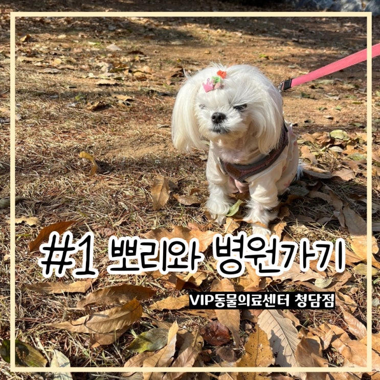 [일상#1] VIP 동물의료센터 청담점 또 댕겨왔어요 feat.뽀리/마미