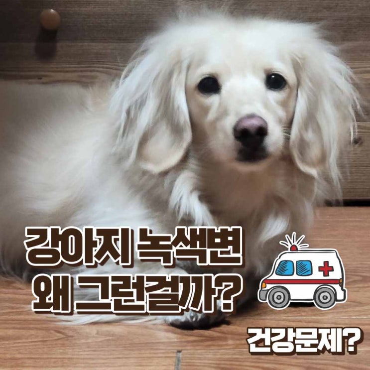  강아지 녹색변 다양한 원인과 초록변이 지속된다면 대처방법
