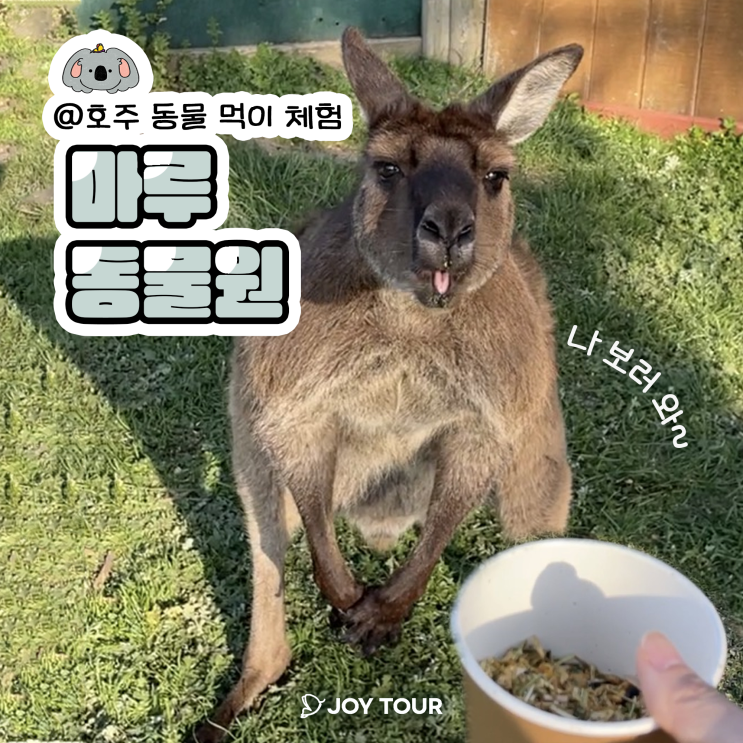  멜버른 동물원 추천 ! - 마루 동물원 (알비노 캥거루, 먹이주기 체험, 관람 꿀팁)