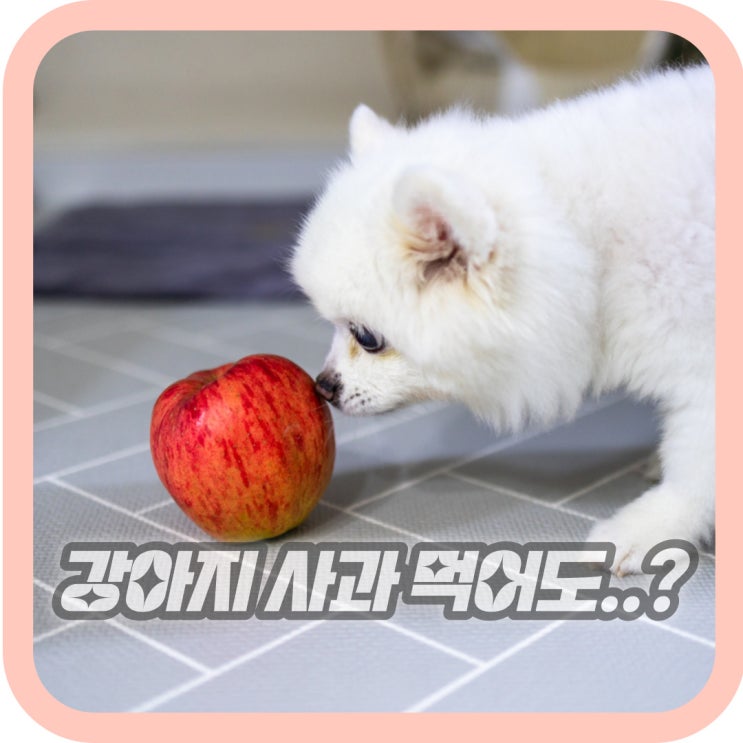  강아지 사과 먹어도 되나요 사과껍질 등 주의점