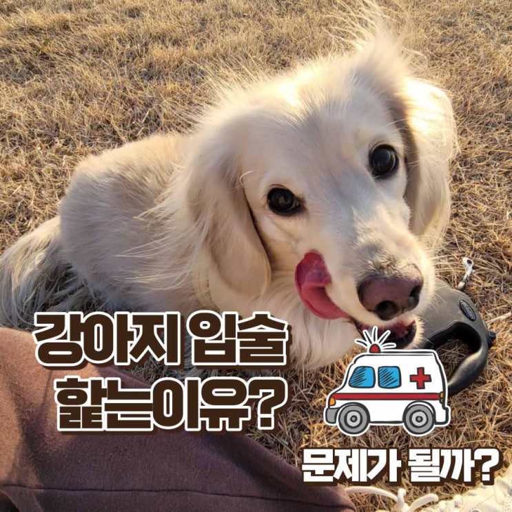 강아지 입술 핥는이유 심하다면 문제가 될까?