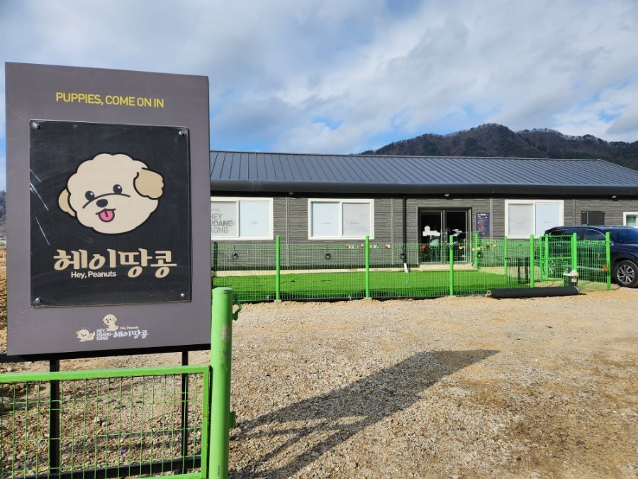 헤이땅콩 사진 1