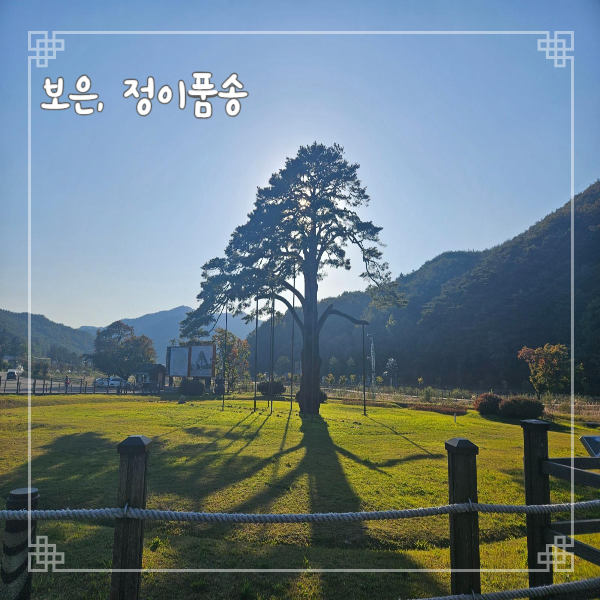  충북 보은여행 정이품송 소나무와 카페 고래 대추차