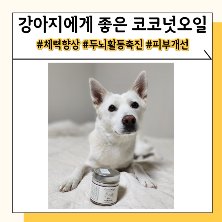 펫츠워드 강아지 코코넛오일 피부에 도움주는 영양제 펫츠워드 강아지 코코넛오일 피부에 도움주는 영양제