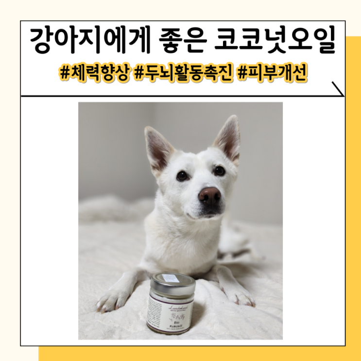 펫츠워드 강아지 코코넛오일 피부에 도움주는 영양제