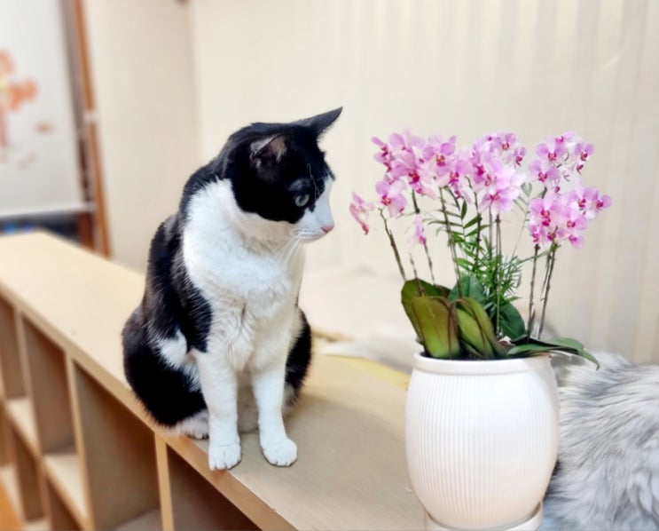 고양이 안전한 꽃 식물 난초, 호접란(꽃말)