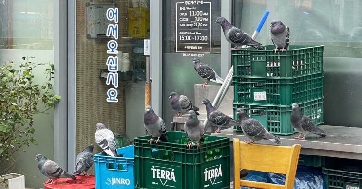 비둘기, 식당 줄 서기 웨이팅 목격!