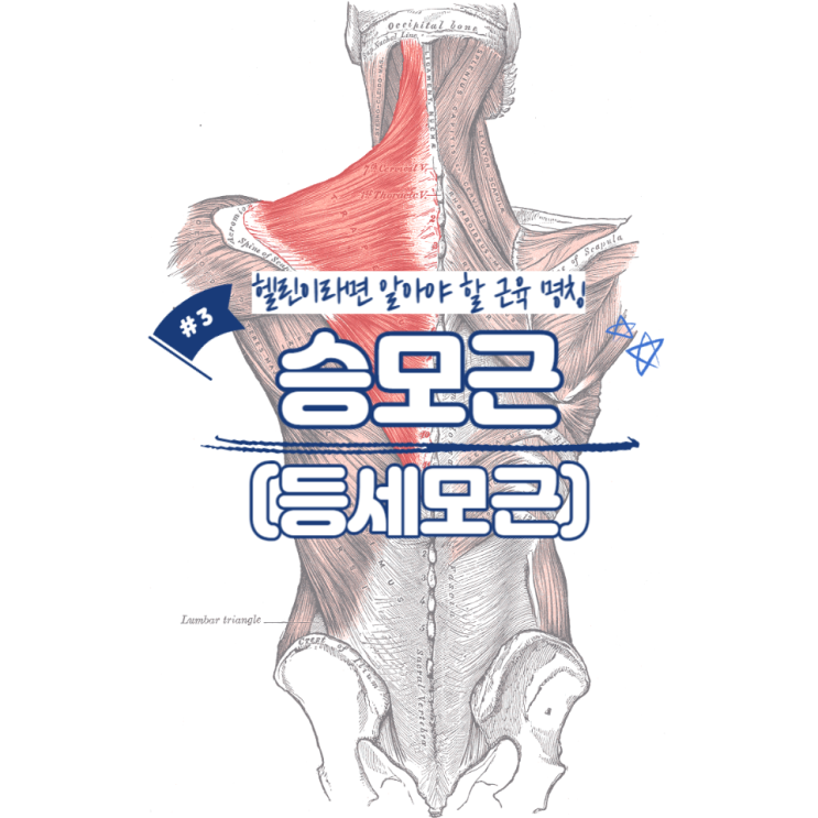  헬린이라면 알아야 할 근육 명칭 #3 - 승모근(등세모근) / 소사동PT