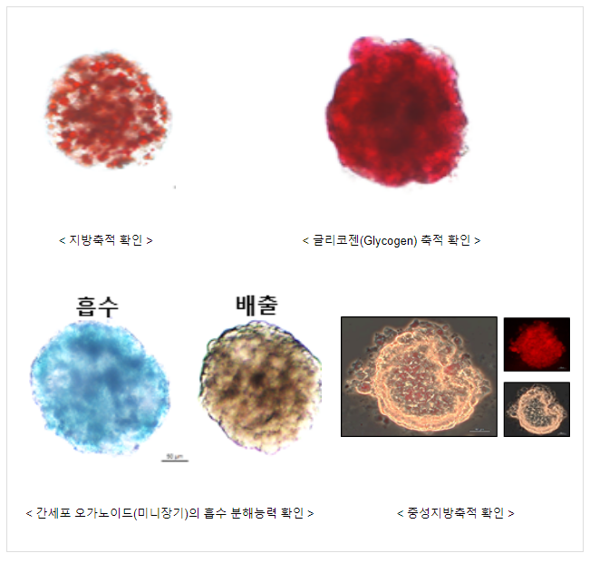 동물실험 대체 돼지 간세포 오가노이드(미니 장기) 개발 동물실험 대체 돼지 간세포 오가노이드(미니 장기) 개발
