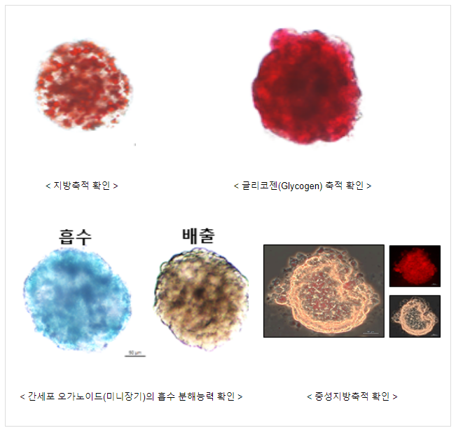 동물실험 대체 돼지 간세포 오가노이드(미니 장기) 개발